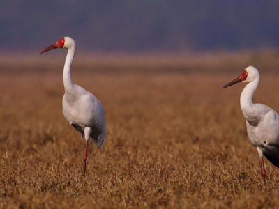 Bharatpur Approx. 160 km