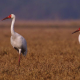 Bharatpur